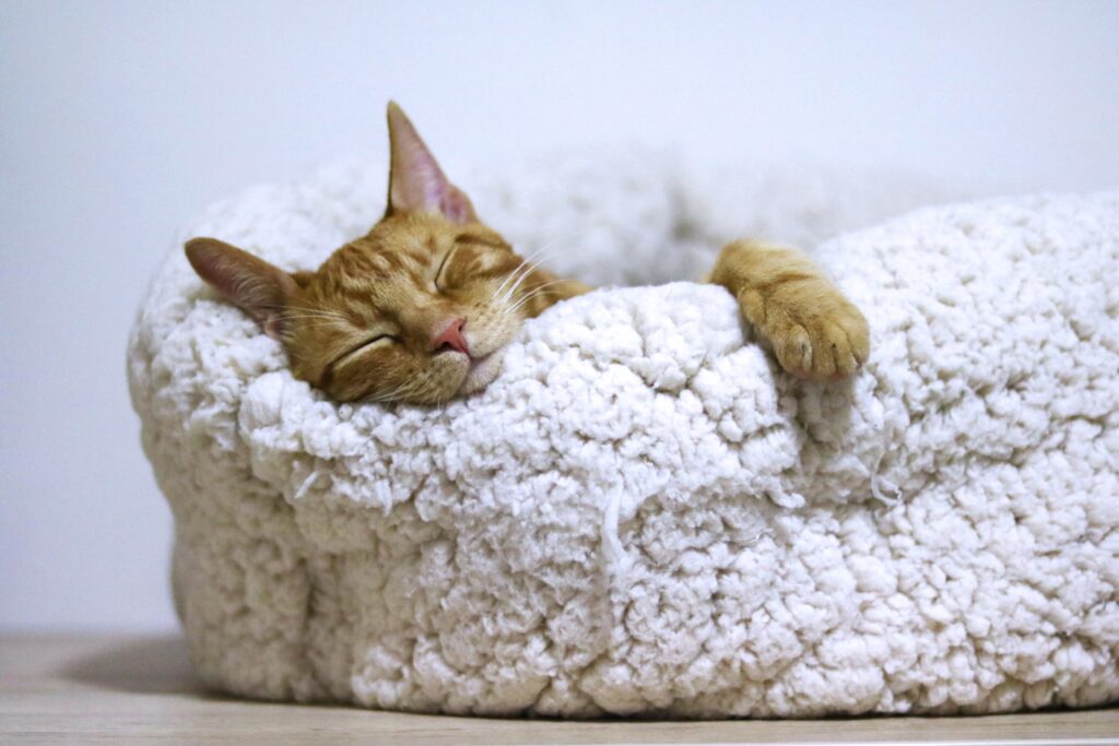 cute cat sleeping